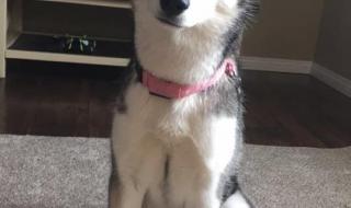 圣诞节还有几天